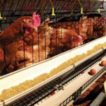 Succeeding as a Poultry Farmer